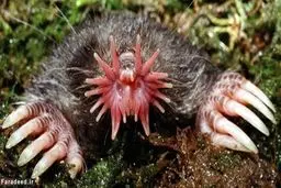 این جانوران جالب را تا به حال ندیده اید! /تصاویر