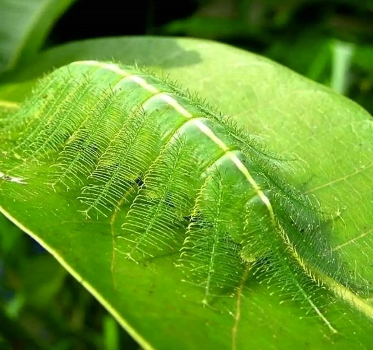 استتار ماهرانه پروانه / عکس