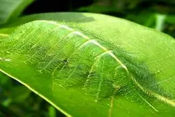 استتار ماهرانه پروانه / عکس