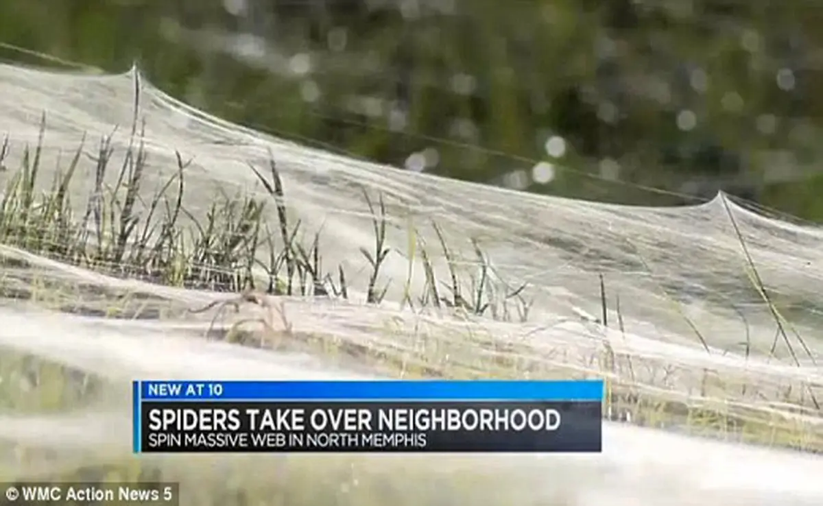 حمله نیم میلیون عنکبوت بر پوشش گیاهی یک ایالت + تصاویر