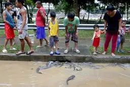 عکس/هجوم ماهی‌ها به داخل شهر