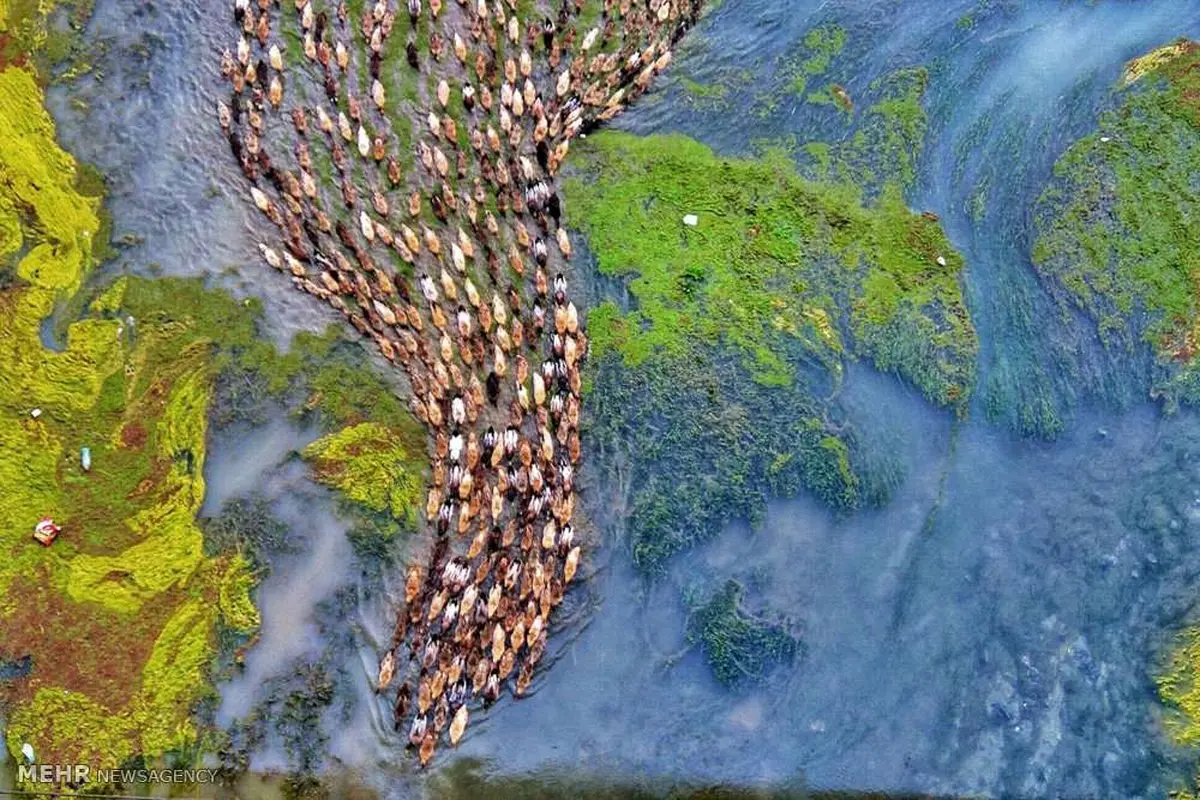 حرکت زیبای صدها اردک پشت سرهم / تصاویر