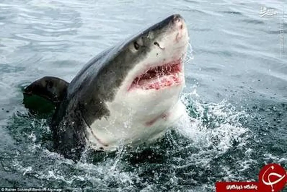 لحظه وحشتناک حمله کوسه سفید/ تصاویر
