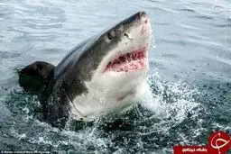 لحظه وحشتناک حمله کوسه سفید/ تصاویر