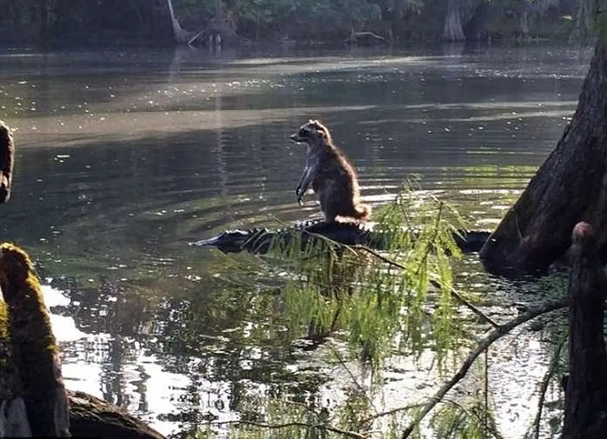 سواری گرفتن راکون از تمساح! + عکس