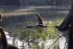 سواری گرفتن راکون از تمساح! + عکس