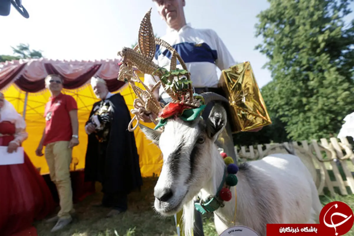 زیباترین بز جهان را ببینید +عکس