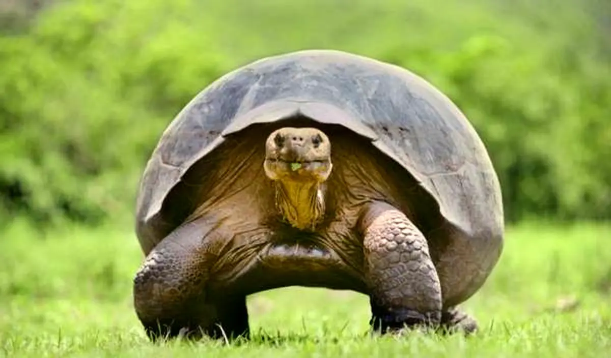 عکس های دیدنی از کندترین حیوانات / تصاویر