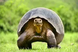 عکس های دیدنی از کندترین حیوانات / تصاویر