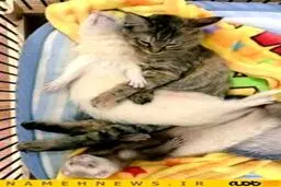 این گربه فکر می‌کند موش است!+تصاویر