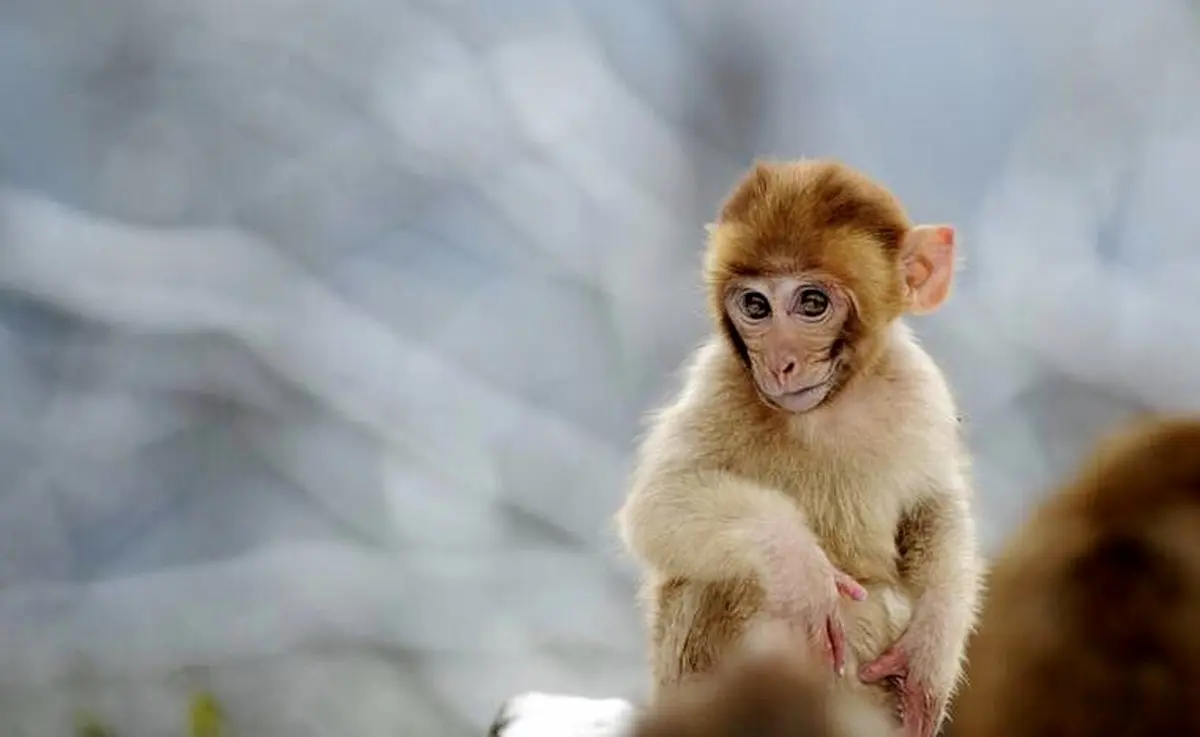 تصاویر منتخب حیات وحش هفته‎/ تصاویر