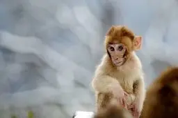 تصاویر منتخب حیات وحش هفته‎/ تصاویر