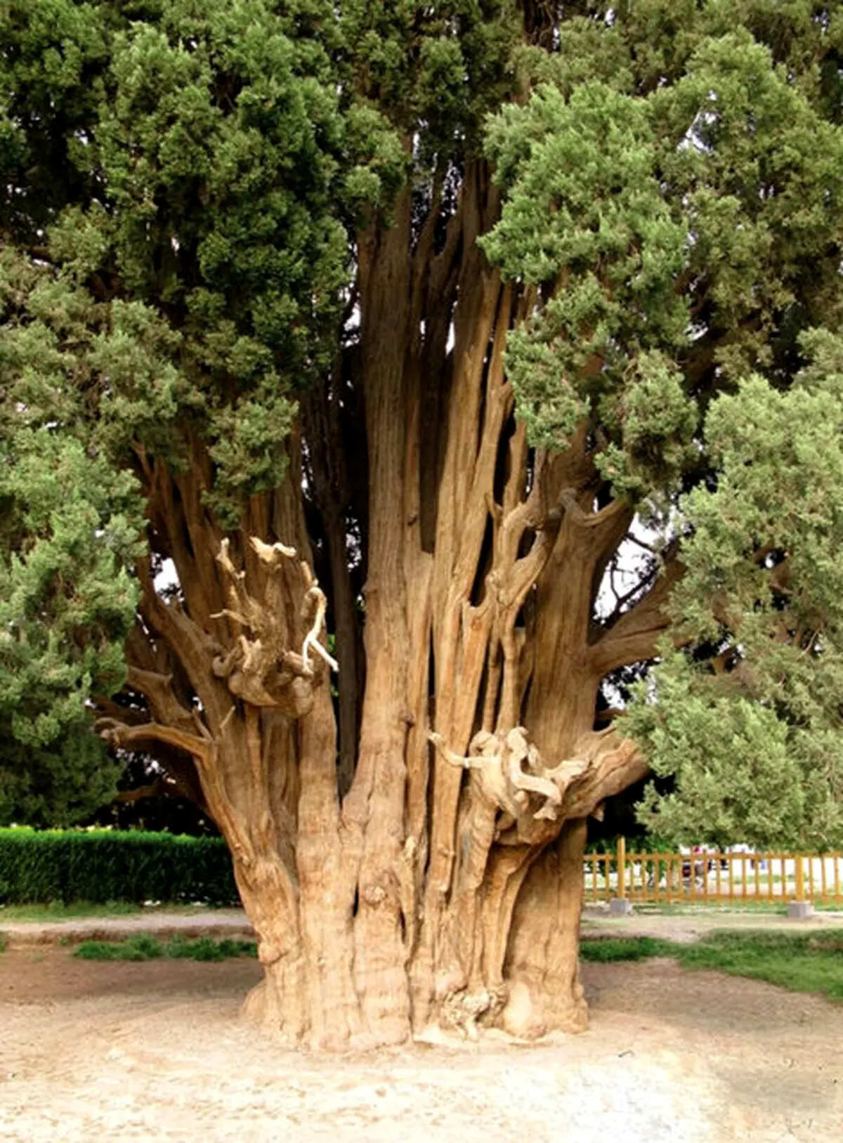 درختی زیبا در ایران که مارکوپولو از آن دیدن کرد +عکس