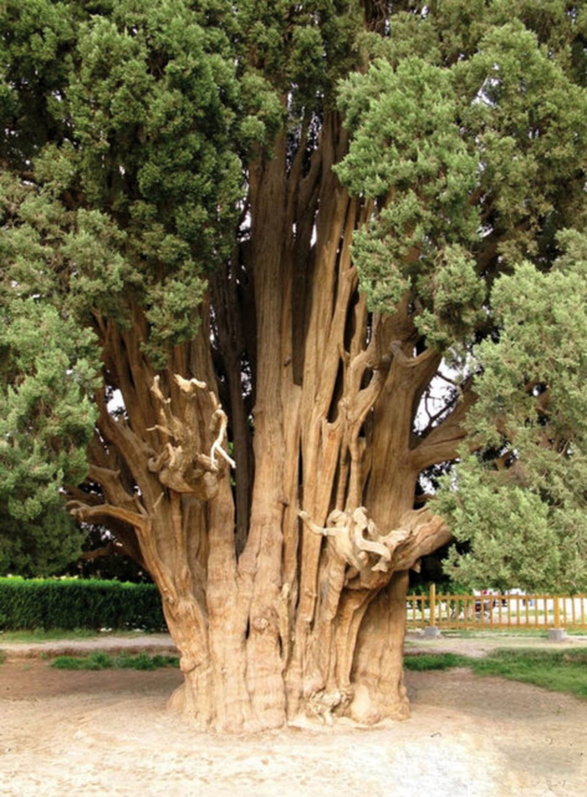 درختی زیبا در ایران که مارکوپولو از آن دیدن کرد +عکس