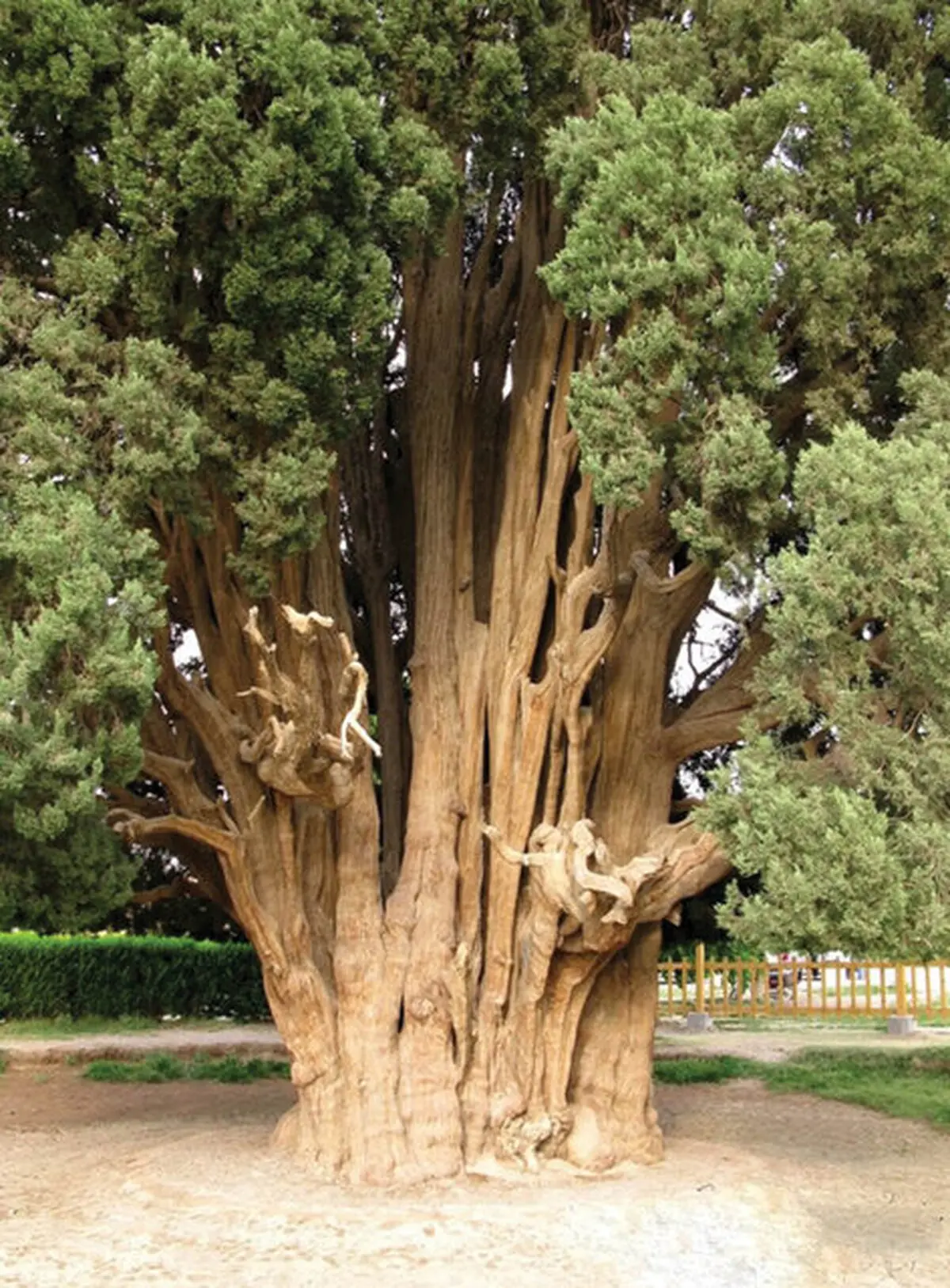 درختی زیبا در ایران که مارکوپولو از آن دیدن کرد +عکس