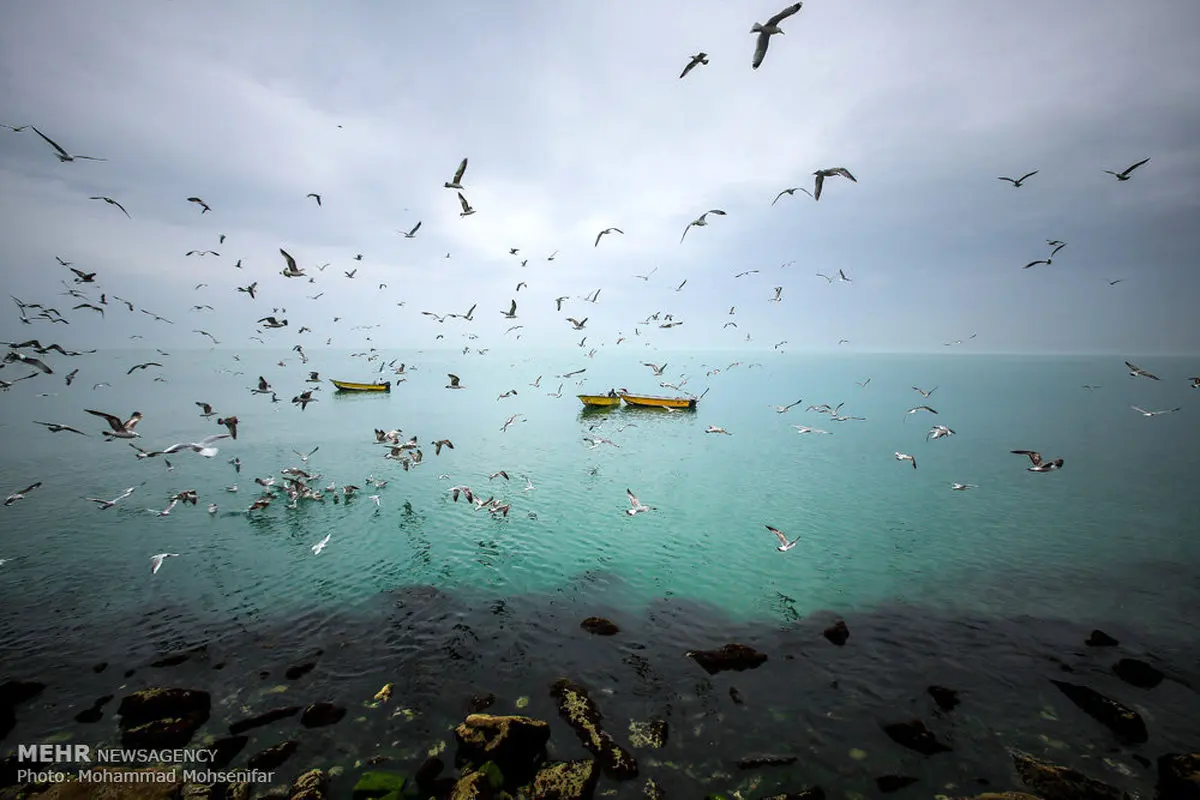 رقص پرندگان در خلیج فارس/عکس