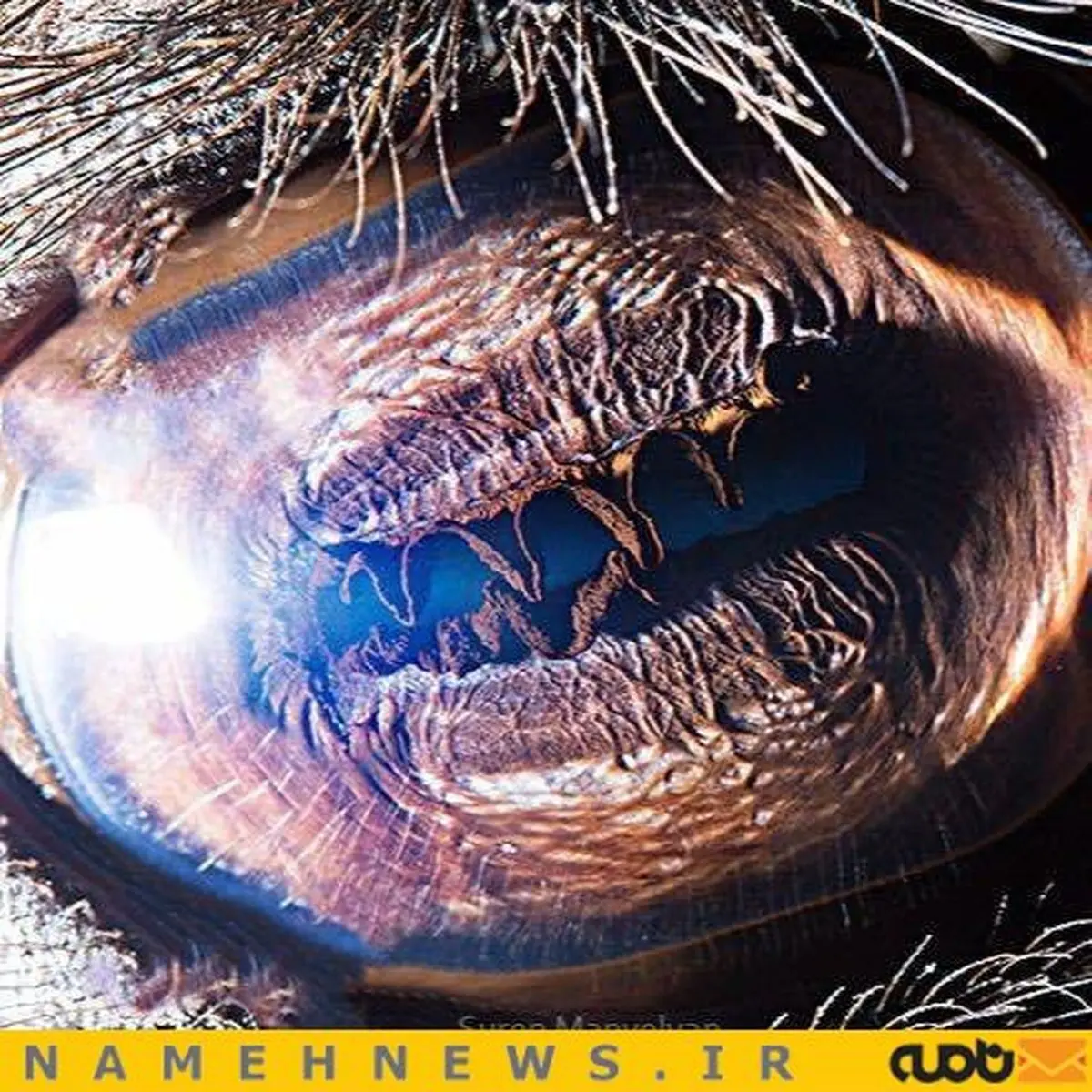 حیوانی که سه پلک دارد/ عکس