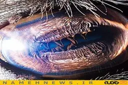 حیوانی که سه پلک دارد/ عکس