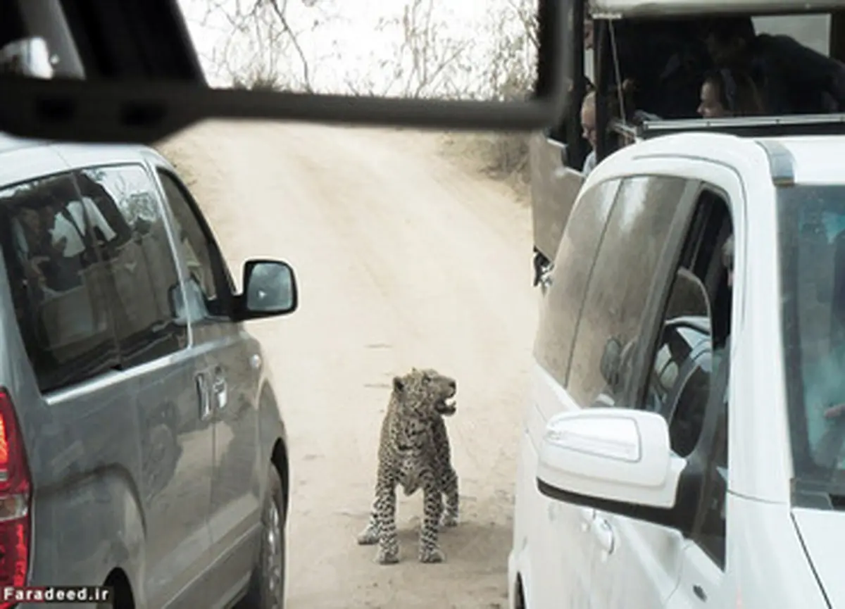 حمله پلنگ به خودرو گردشگران/تصاویر
