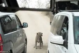 حمله پلنگ به خودرو گردشگران/تصاویر