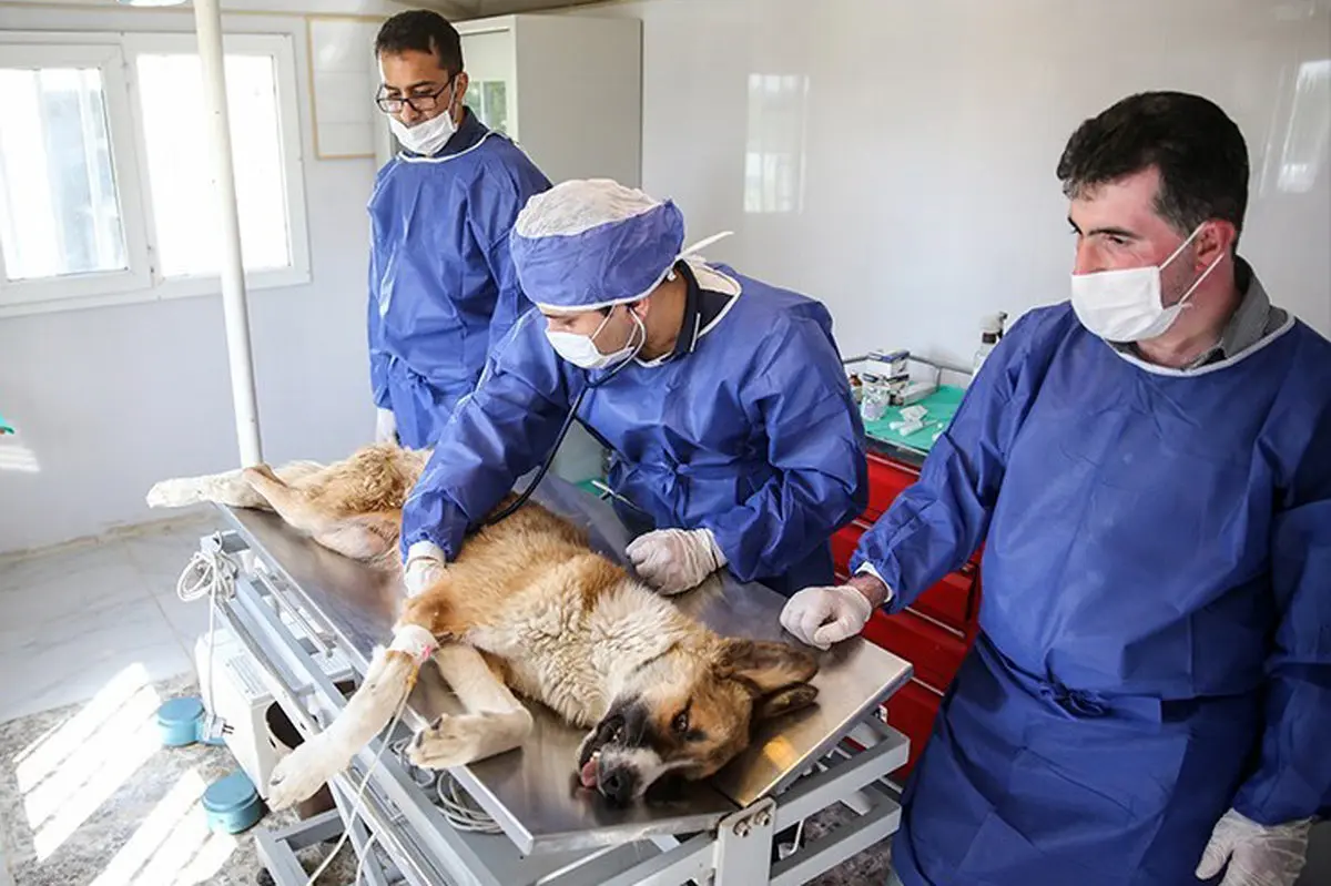 تصاویر/ نقاهتگاه و مرکز نگهداری سگ‌های ولگرد