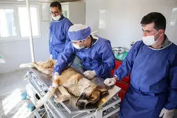 تصاویر/ نقاهتگاه و مرکز نگهداری سگ‌های ولگرد