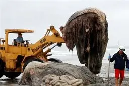 کشف موجودی عجیب با ظاهری ترسناک در ساحل + عکس