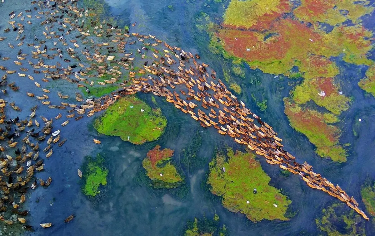 تصاویری دیدنی از رژه اردک‌ها در بنگلادش