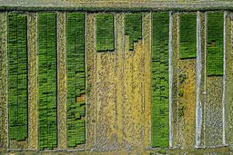 طرح های شگفت انگیز روی زمین های مازندران! + تصاویر