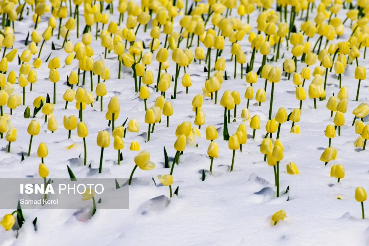 بزرگترین باغ لاله‌ ایران زیر برف رفت/تصاویر