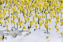 بزرگترین باغ لاله‌ ایران زیر برف رفت/تصاویر
