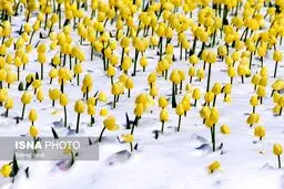بزرگترین باغ لاله‌ ایران زیر برف رفت/تصاویر