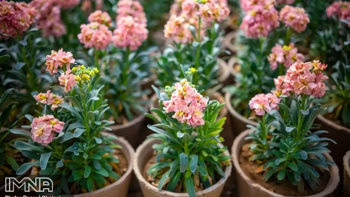 تصاویر زیبا و بهاری از بازار گل شب بو