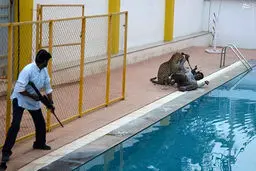 حمله پلنگ عصبانی به مدرسه/ تصاویر