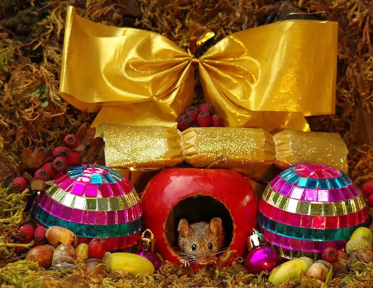 دهکده موش‌ها / عکس