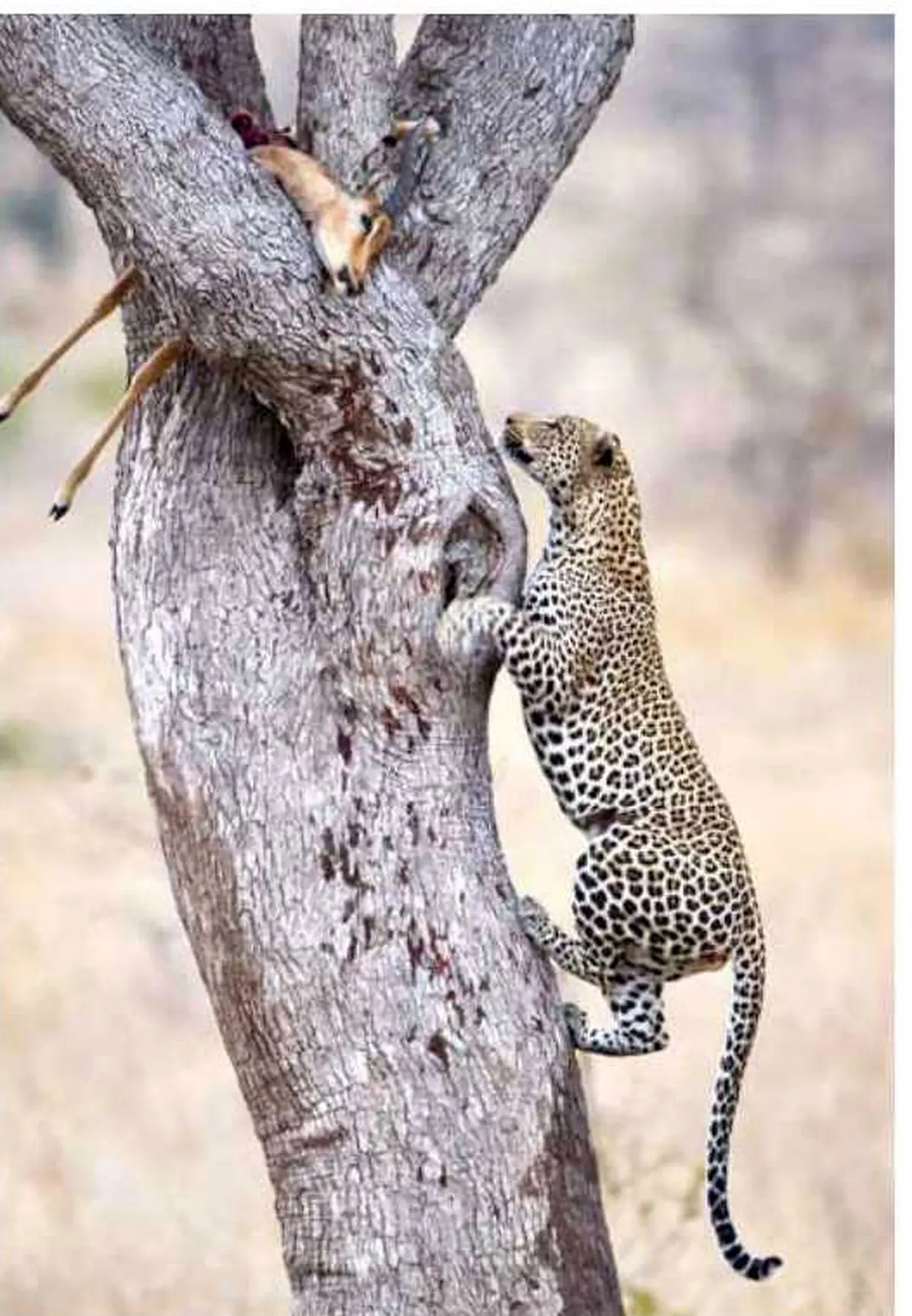 قدرت بی نظیر پلنگ/ عکس