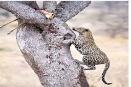 قدرت بی نظیر پلنگ/ عکس