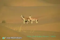 تصویر بی‌نظیر و رویایی از آهوان در  شنزارهای فکه