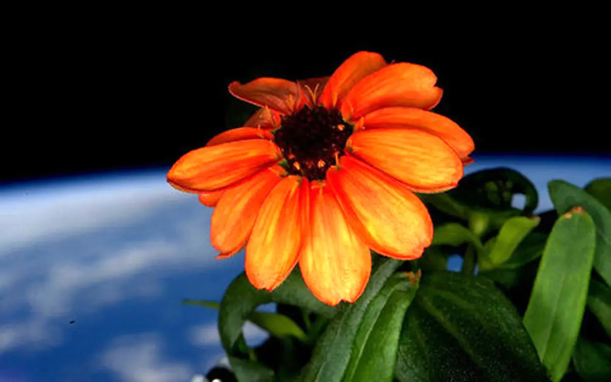 تصویری از گل پرورش یافته در فضا!
