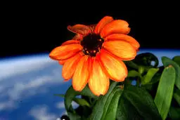 تصویری از گل پرورش یافته در فضا!
