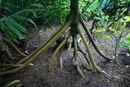 عکس های حیرت آور از ریشه های عجیب و غریب این درختان / تصاویر