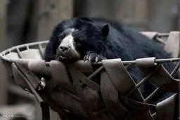 تصاویری غم انگیز از حیوانات افسرده باغ وحش