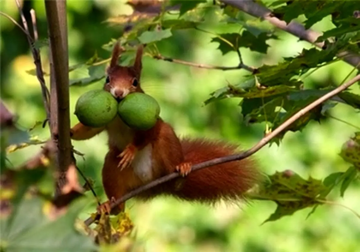 تصاویر دیدنی از سنجاب‌ها