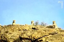 مشاهده ٣ یوزپلنگ در پارک ملی توران