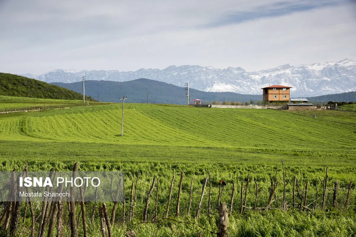 خساراتی که سرما به کشاورزان وارد کرد/تصاویر