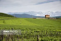 خساراتی که سرما به کشاورزان وارد کرد/تصاویر