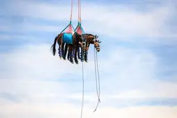 عکس جالب از انتقال ۳ اسب صدمه دیده با هلی کوپتر