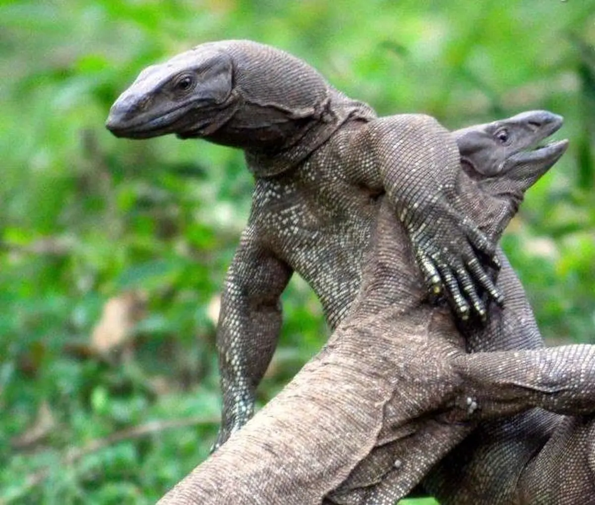 کُشتی در جنگل / عکس