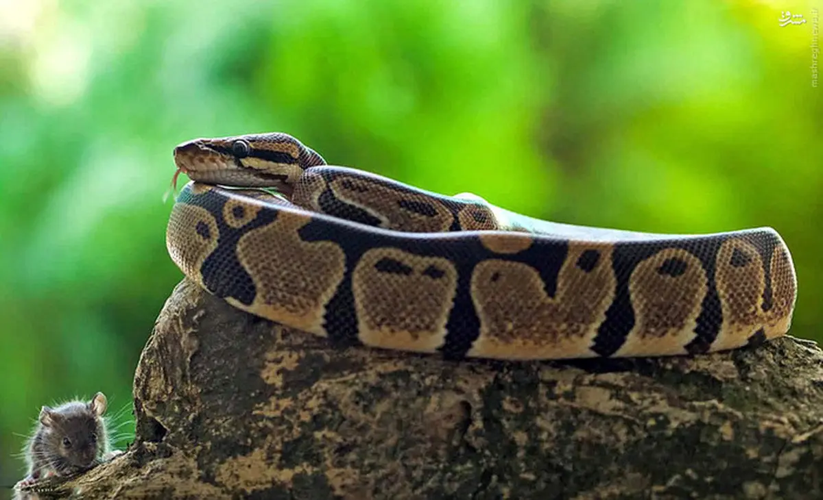 عکس/ لحظه شکار موش توسط مار پیتون