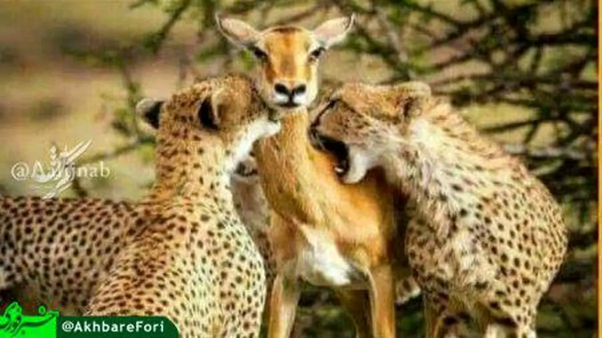 عکسی که باعث افسردگی عکاسش شد